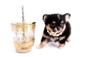 Melanie Micro Teacup Tricolor Girl