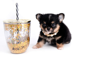 Melanie Micro Teacup Tricolor Girl