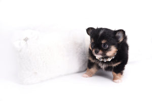 Melanie Micro Teacup Tricolor Girl