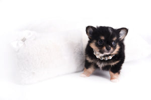Melanie Micro Teacup Tricolor Girl