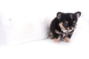 Melanie Micro Teacup Tricolor Girl