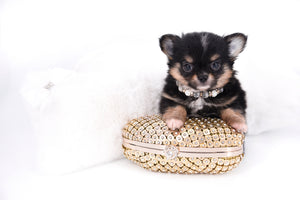 Melanie Micro Teacup Tricolor Girl