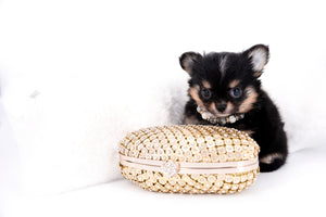 Melanie Micro Teacup Tricolor Girl