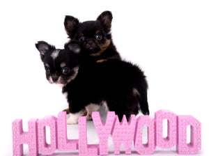 Micro Tricolor Camille