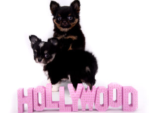 Micro Tricolor Camille