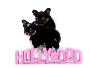 Micro Tricolor Camille