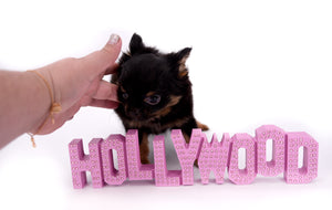 Micro Tricolor Camille