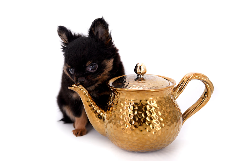 Carrie Micro Teacup LC Girl