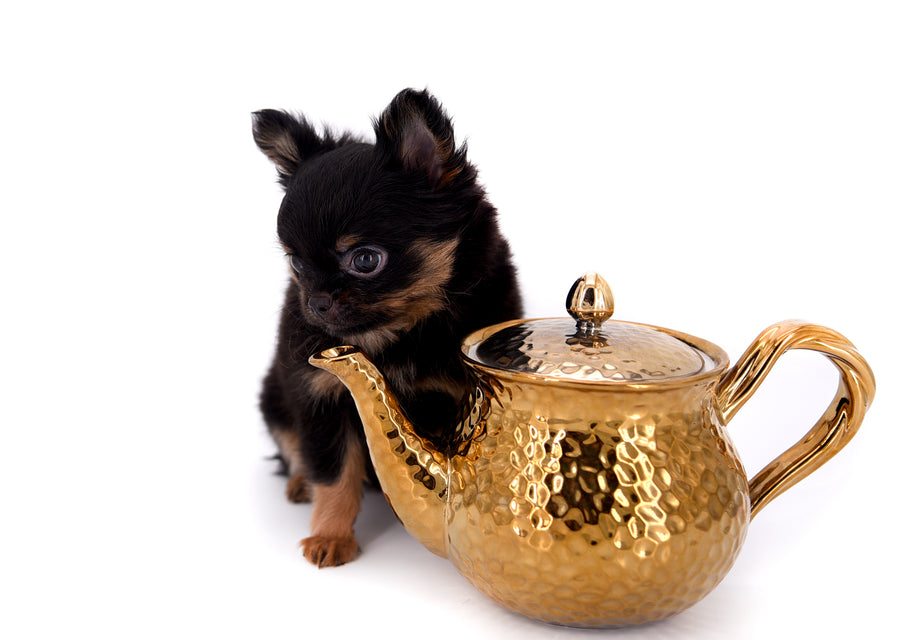 Carrie Micro Teacup LC Girl