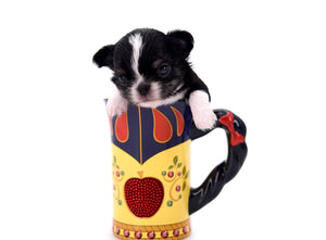 Adonis Extreme Doll Face Boy