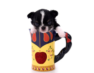 Adonis Extreme Doll Face Boy