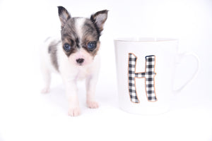 Marlon Micro Blue Merle Boy