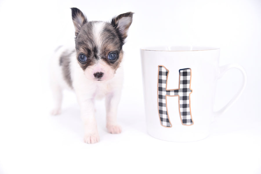 Marlon Micro Blue Merle Boy