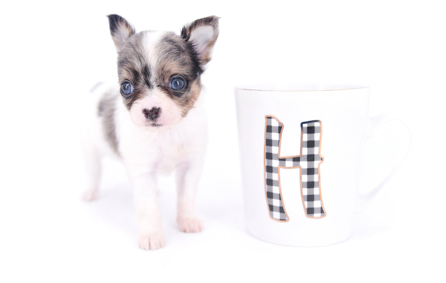 Marlon Micro Blue Merle Boy