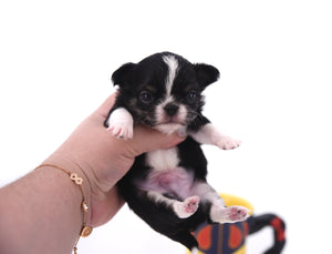 Adonis Extreme Doll Face Boy