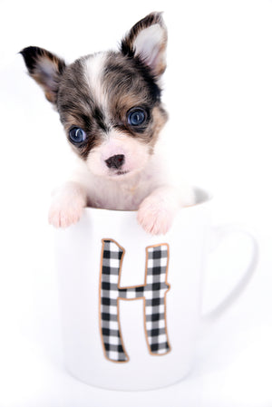 Marlon Micro Blue Merle Boy