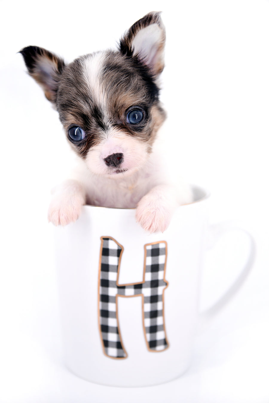 Marlon Micro Blue Merle Boy