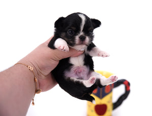 Adonis Extreme Doll Face Boy