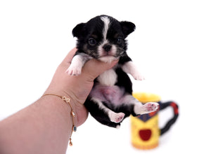 Adonis Extreme Doll Face Boy