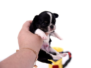 Adonis Extreme Doll Face Boy