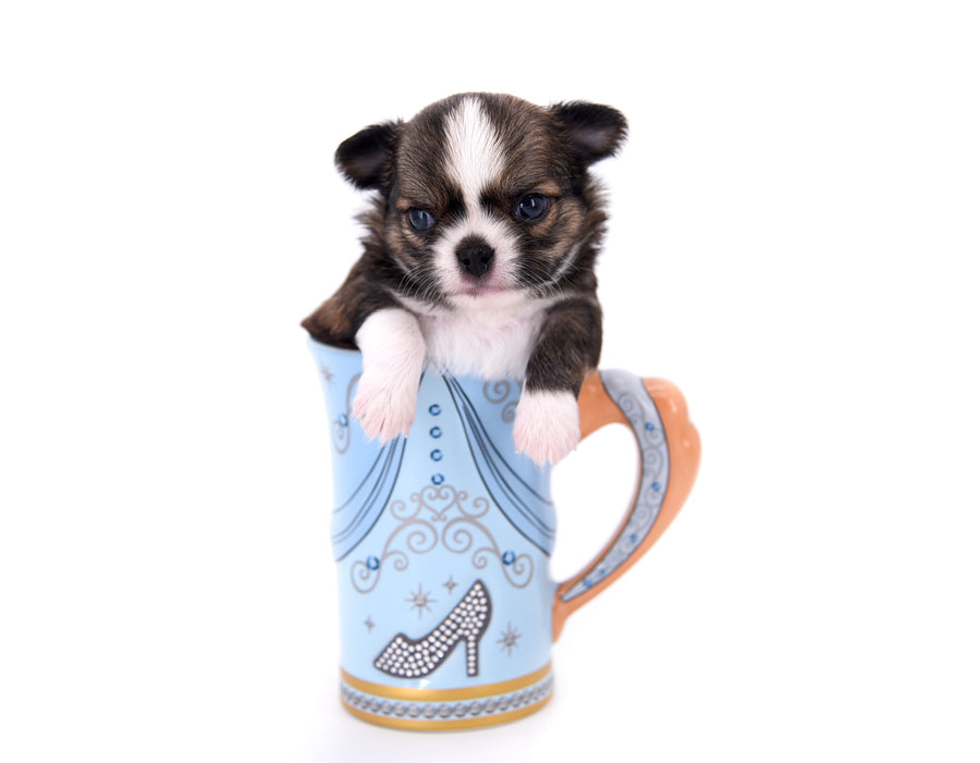 Dior Teacup Boy