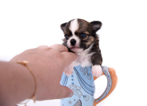 Dior Teacup Boy
