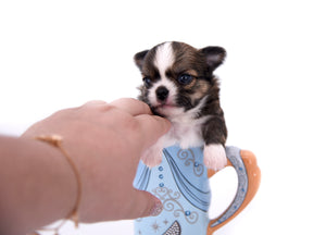 Dior Teacup Boy