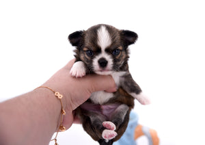 Dior Teacup Boy