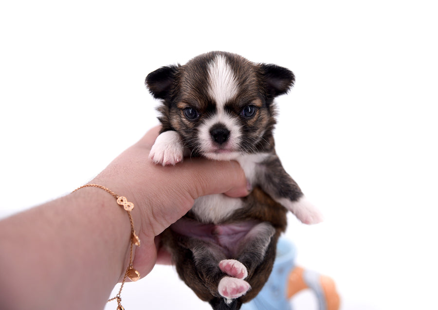 Dior Teacup Boy