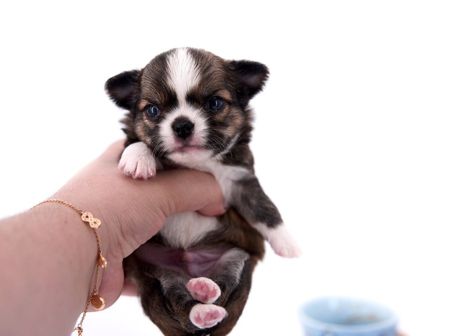 Dior Teacup Boy