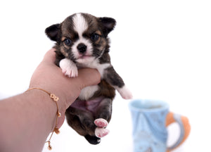 Dior Teacup Boy