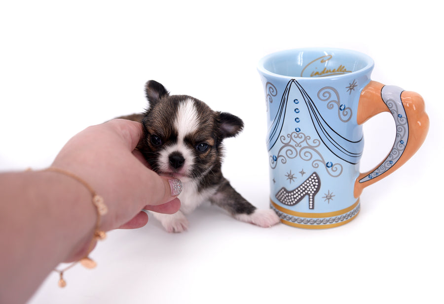 Dior Teacup Boy