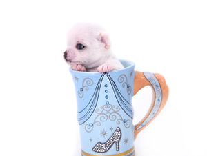 Vuitton Teacup SC Boy