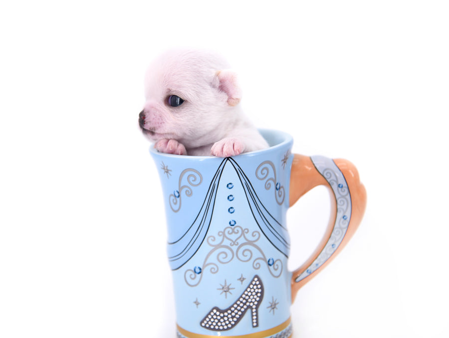Vuitton Teacup SC Boy
