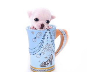 Vuitton Teacup SC Boy