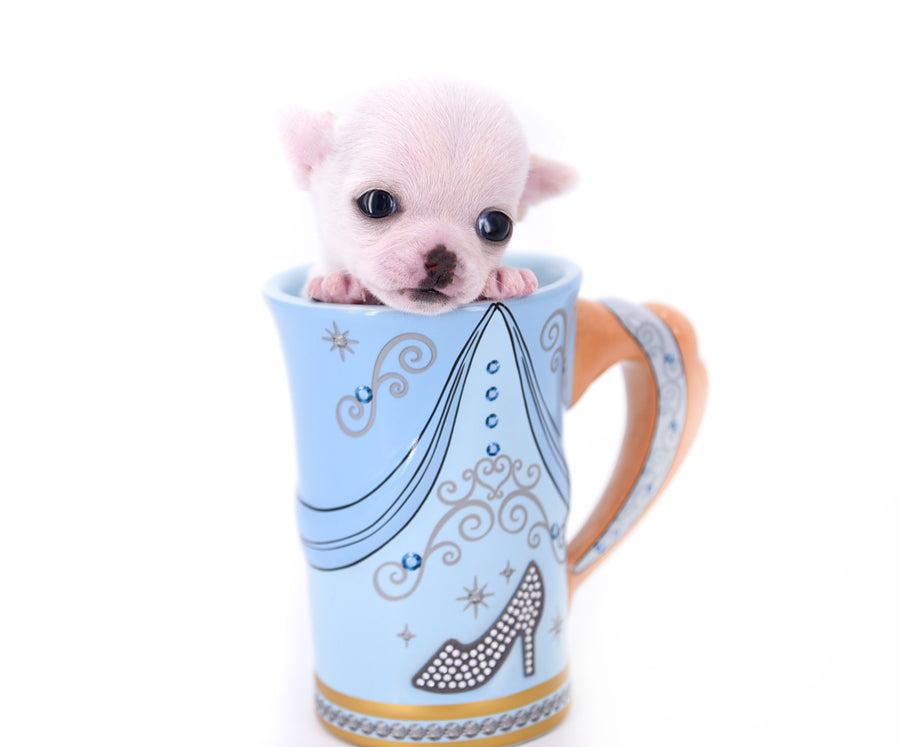 Vuitton Teacup SC Boy