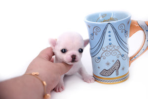 Vuitton Teacup SC Boy