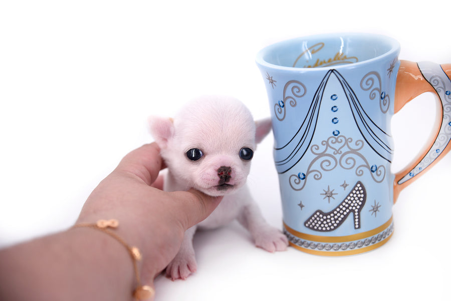 Vuitton Teacup SC Boy
