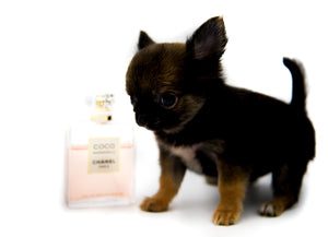 Mercedes Blue Sable LC Girl