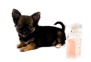 Mercedes Blue Sable LC Girl