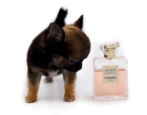 Mercedes Blue Sable LC Girl