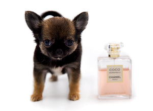 Mercedes Blue Sable LC Girl