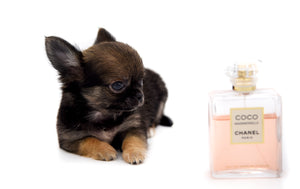 Mercedes Blue Sable LC Girl