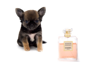 Mercedes Blue Sable LC Girl