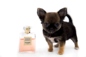 Mercedes Blue Sable LC Girl