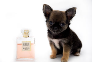 Mercedes Blue Sable LC Girl