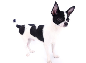 Thor SC White & Black