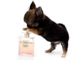 Mercedes Blue Sable LC Girl