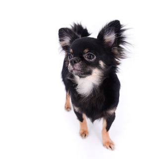 Boo Extreme Doll Face short Muzzle