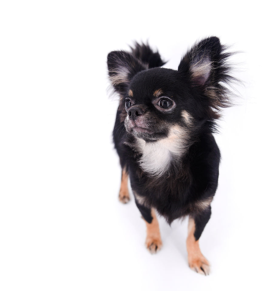 Boo Extreme Doll Face short Muzzle